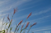 /album/%e5%a4%8f/a1-16-jpg1/